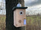 CaptureWILD - Mésange bleue