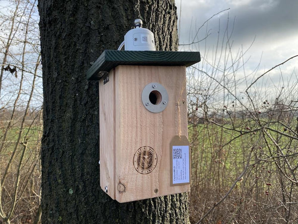 CaptureWILD - Mésange bleue