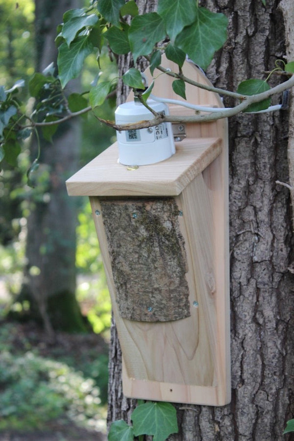 CaptureWILD - Sittelle