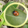 Loupe