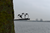 Birdwise - Huismus trio #3