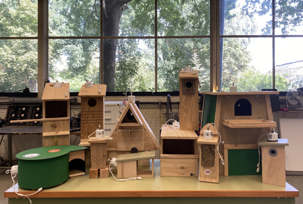 CaptureWILD - Mésange bleue