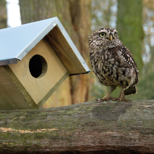 Petit nichoir hibou