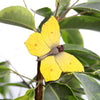 DecoButterfly - Papillon Citron