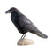 DecoBird - corbeau