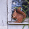 DecoBird - Écureuil roux