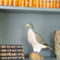 DecoBird - Pigeon ramier