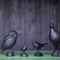 Wildlife Garden - Sculpture en fonte Pigeon