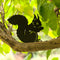Silhouette - Écureuil mangeant