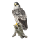 faucon pèlerin