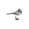 bergeronnette blanche