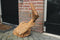 Sculpture bois poisson 90cm