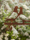 Birdwise - Pigeons inséparables